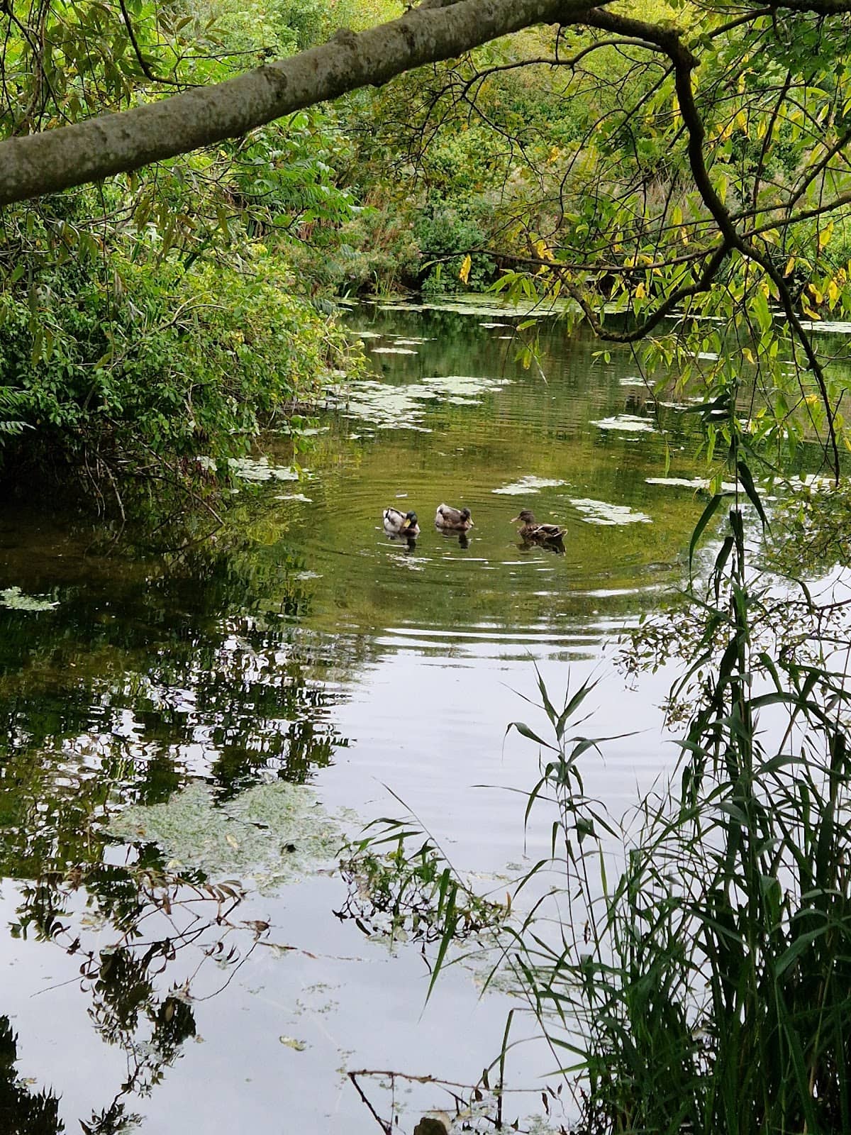 Boating Lake Experience