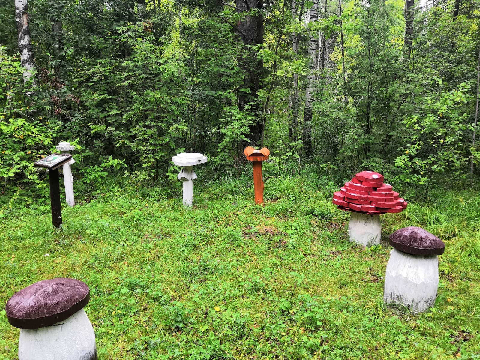 Untamed Forest Exploration