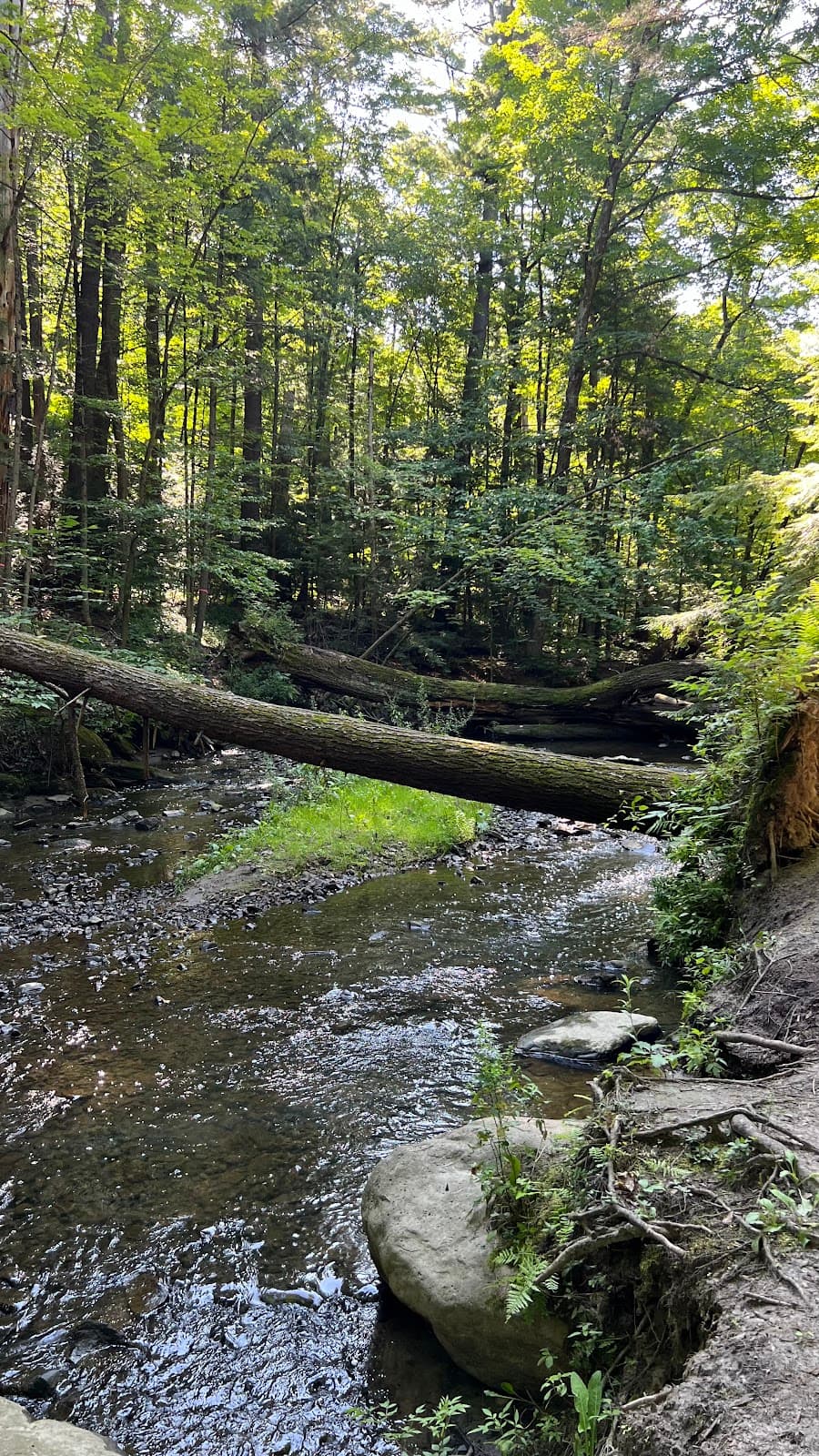 East Woods Natural Area - Image 1