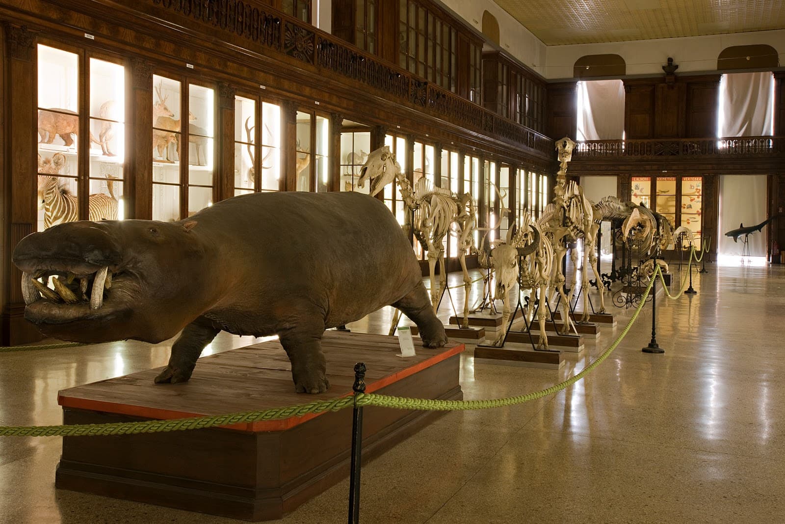 Museo di Zoologia di Napoli - Image 1