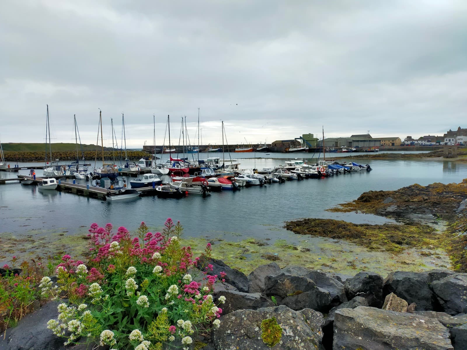 Ardglass Harbour - Image 1