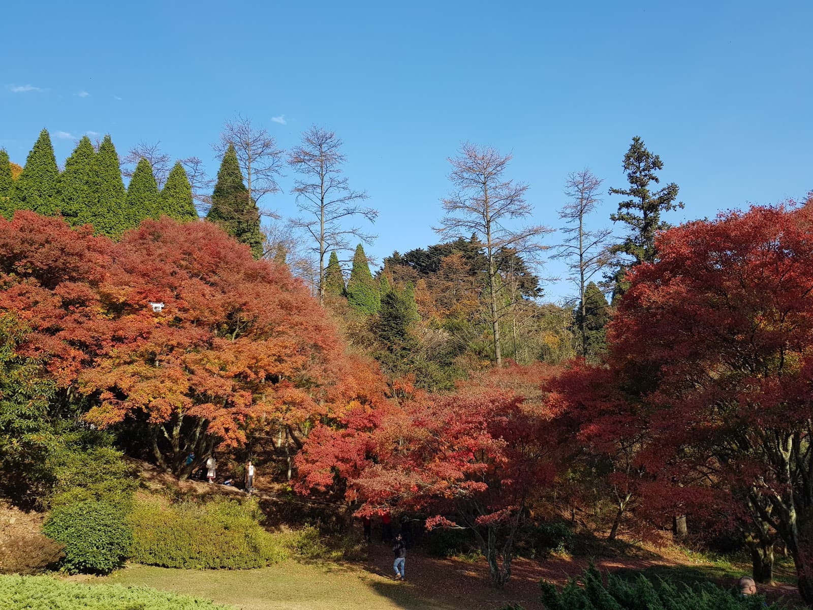Lushan Botanical Garden - Image 1