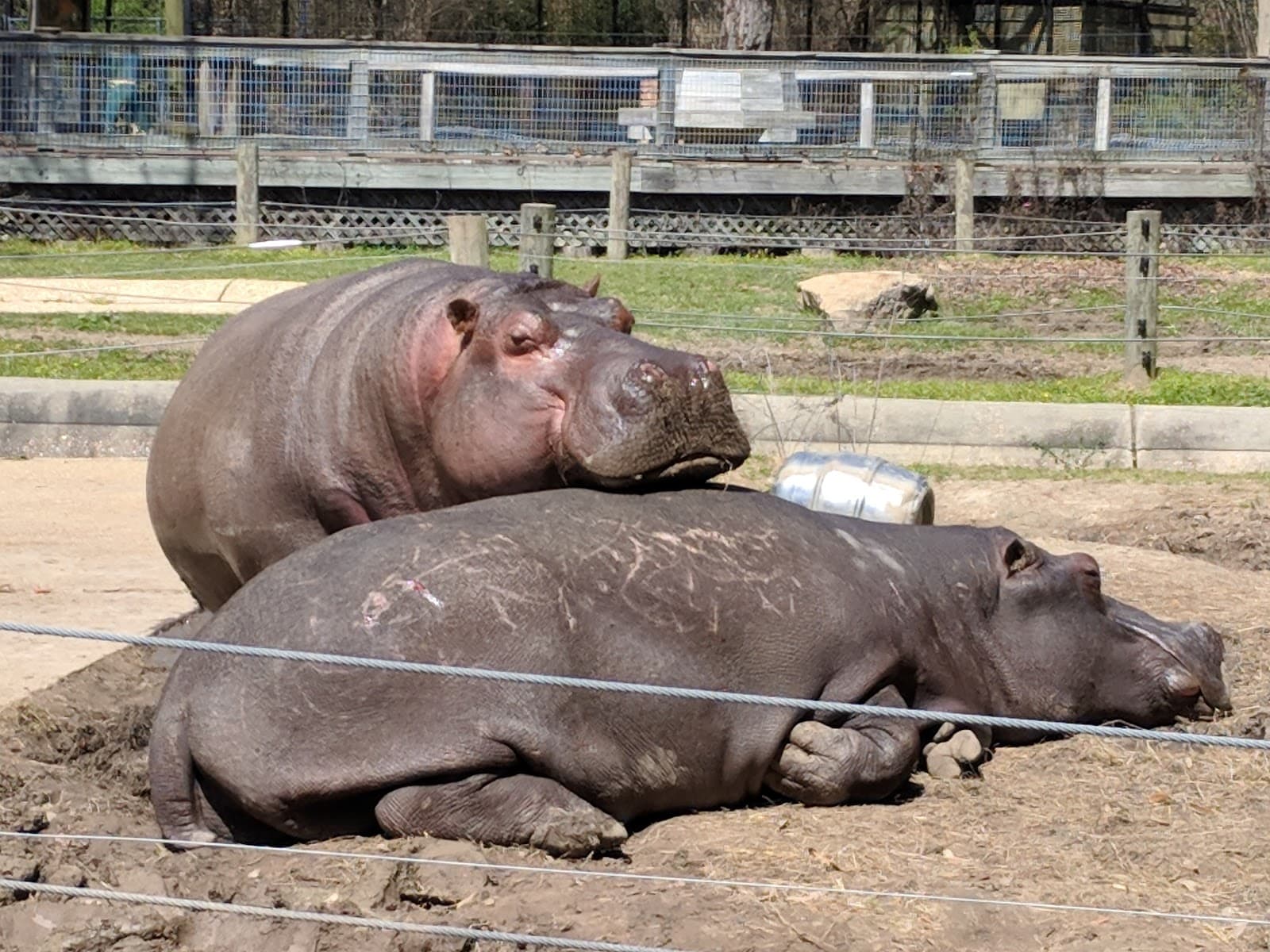 Louisiana Purchase Gardens & Zoo - Image 1