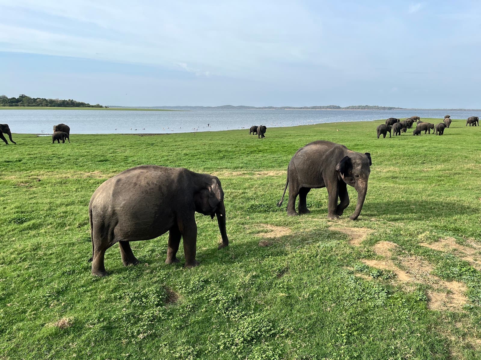 Kaudulla National Park - Image 1