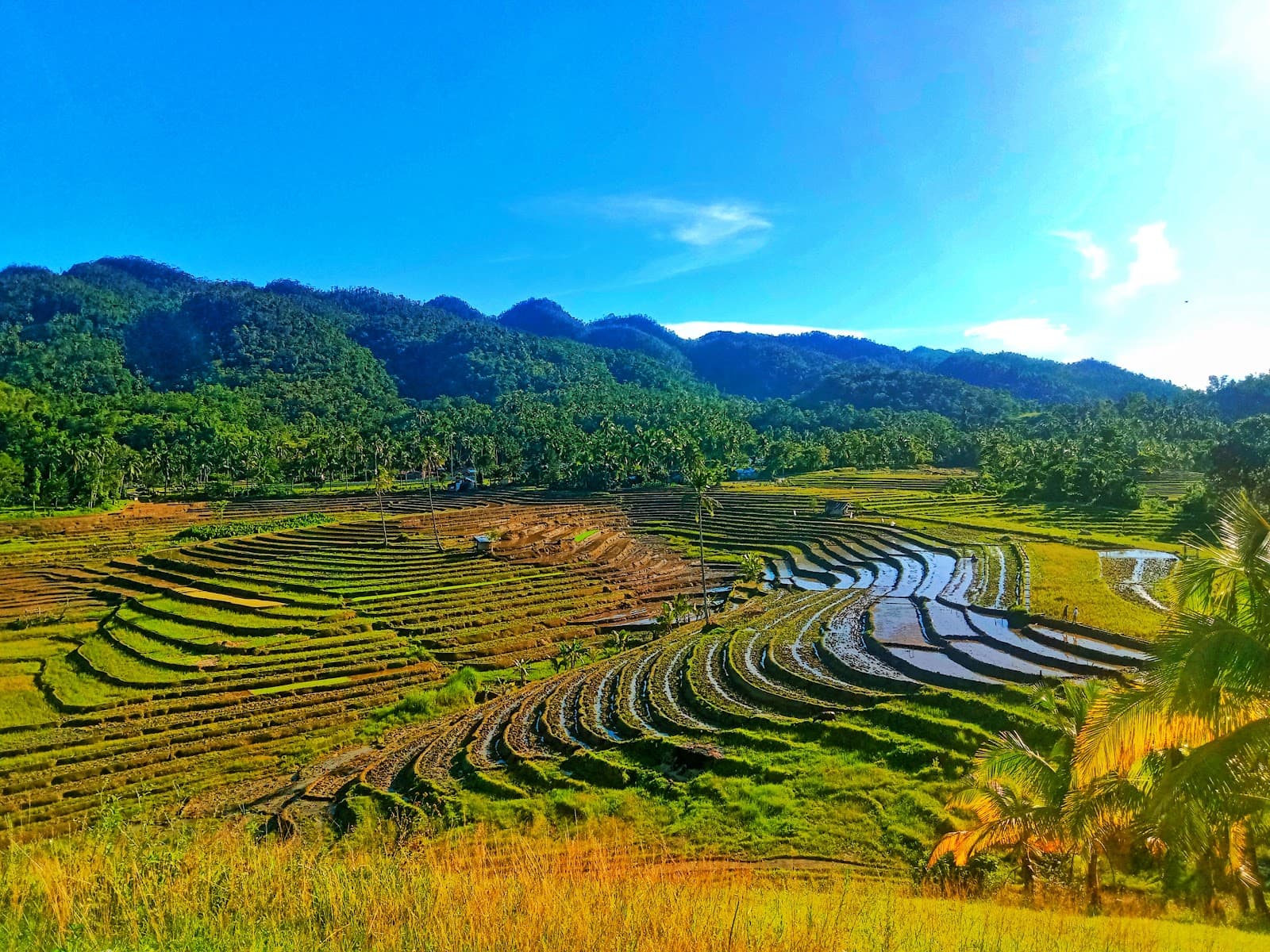 Cadapdapan Rice Terraces - Image 1