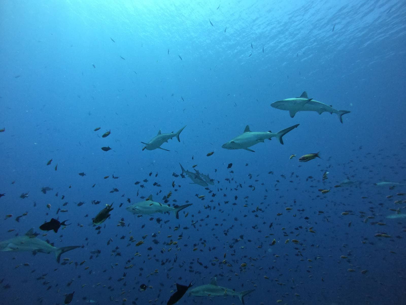 Vibrant Schooling Fish