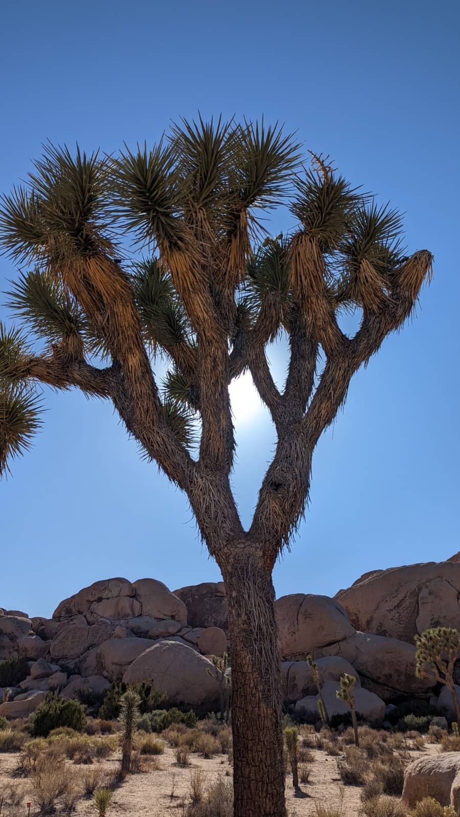 Cholla Cactus Garden