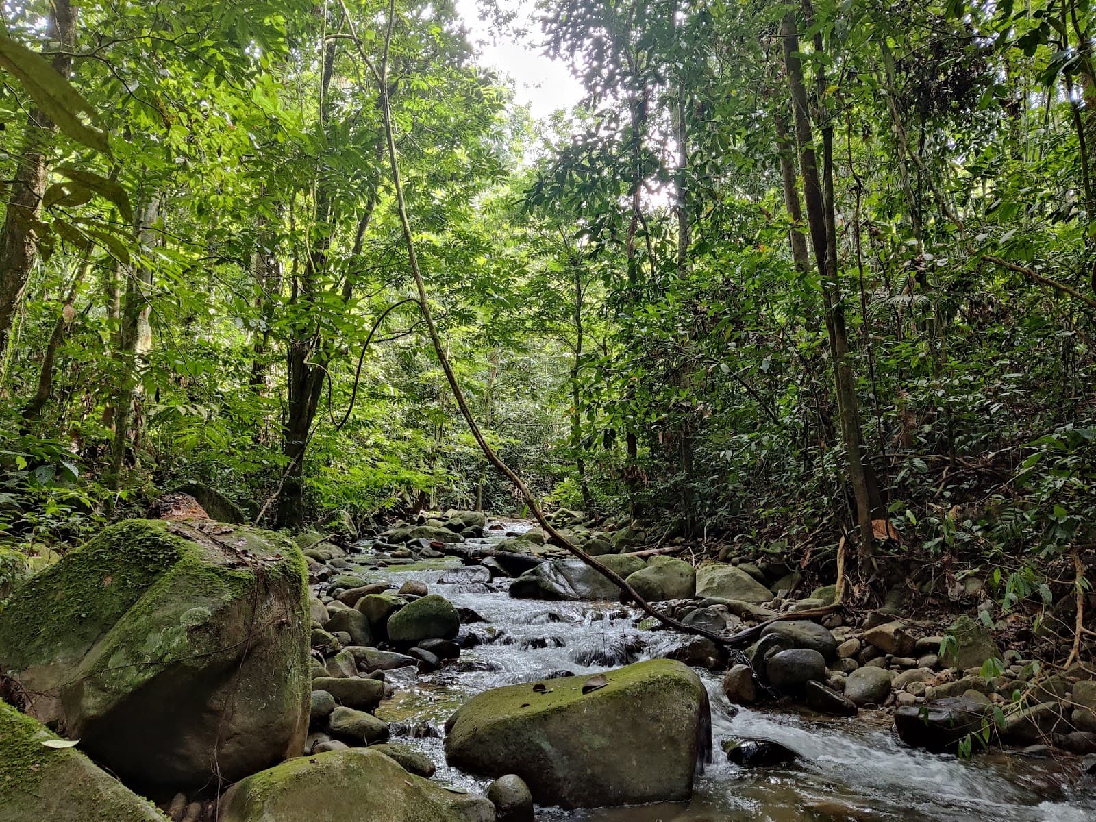 Sungai Congkak Recreational Forest - Image 1