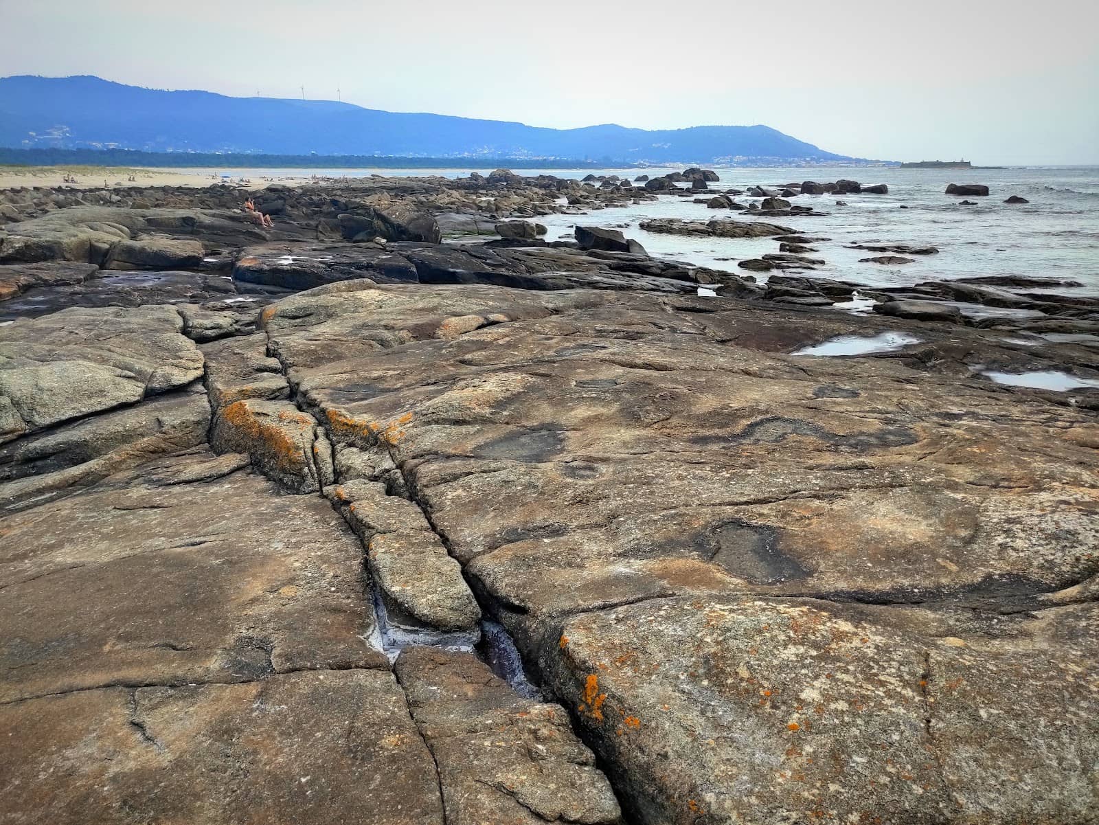 Educational Tree Art