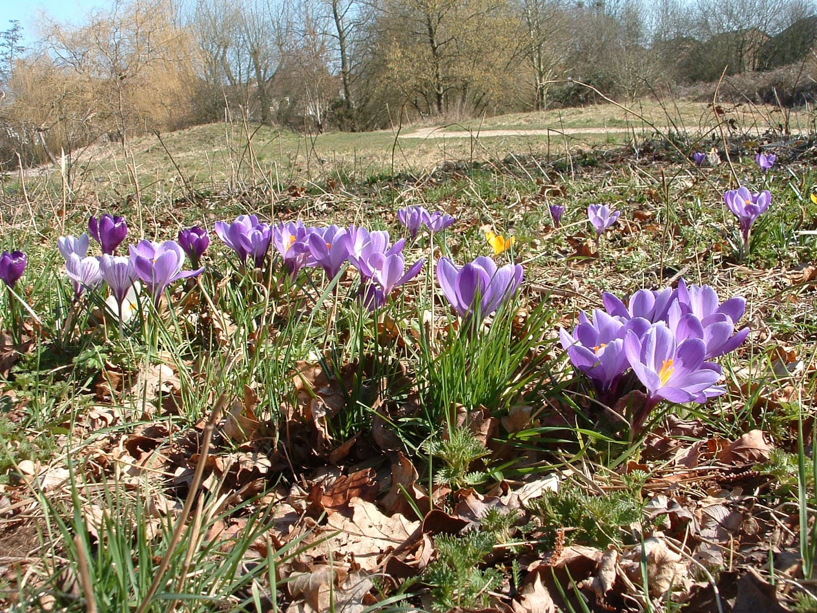 Brickfields Country Park - Image 1