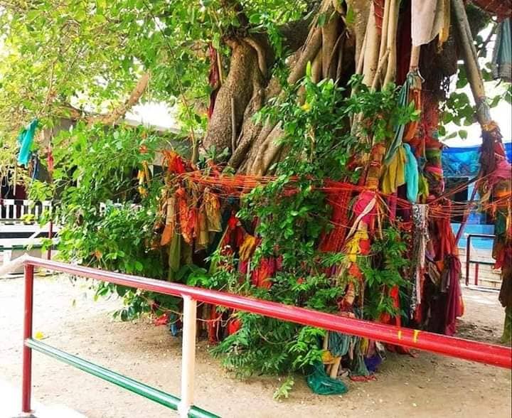 Vanshivat (Flute Tree)
