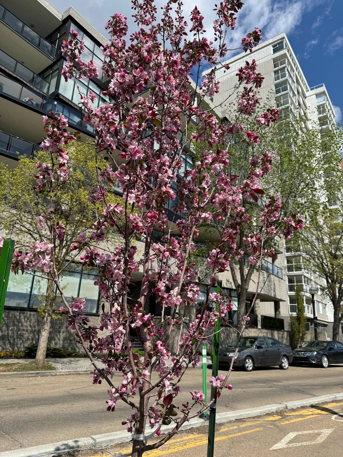 Urban Serenity