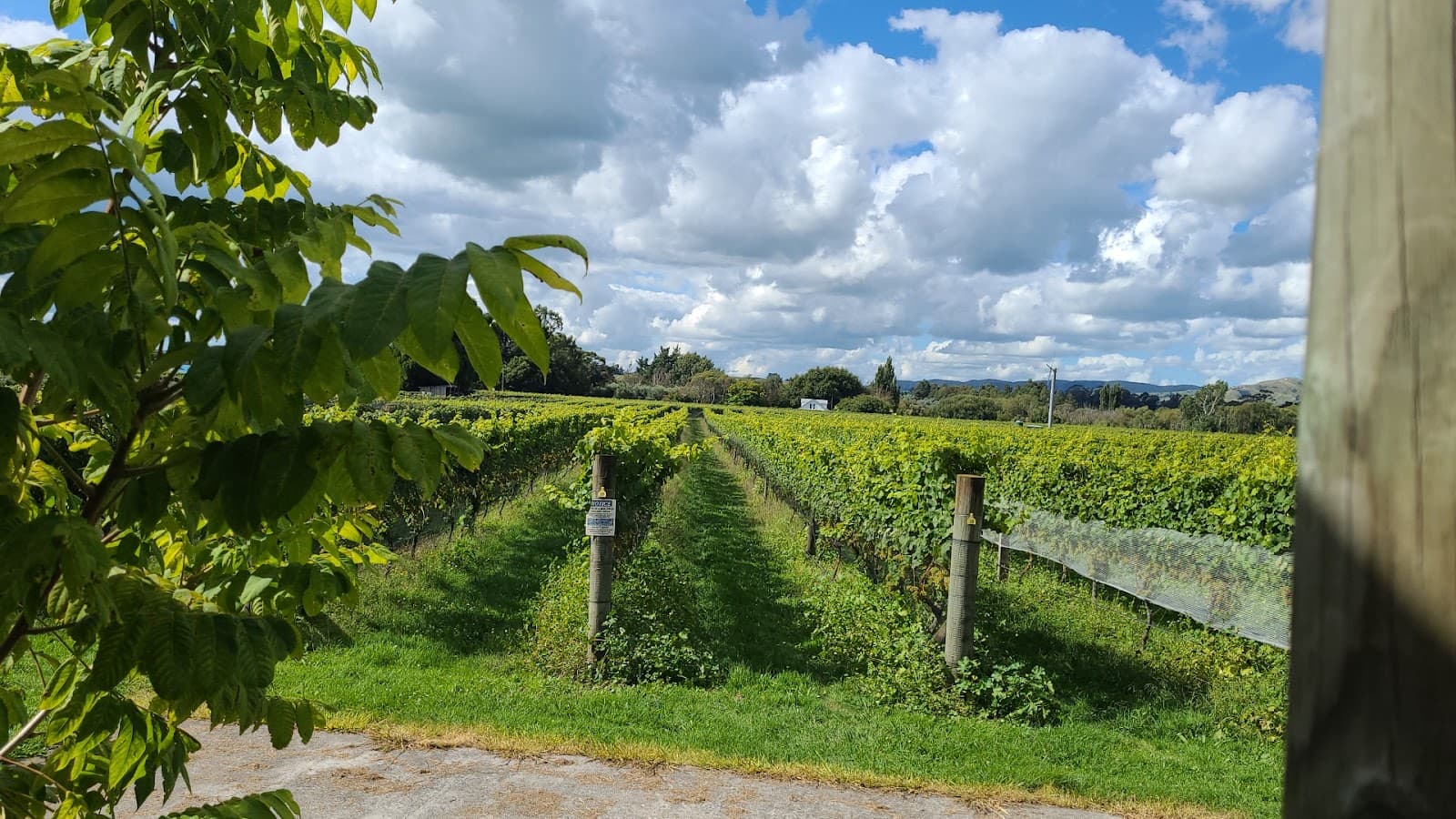 Margrain Vineyard - Image 1