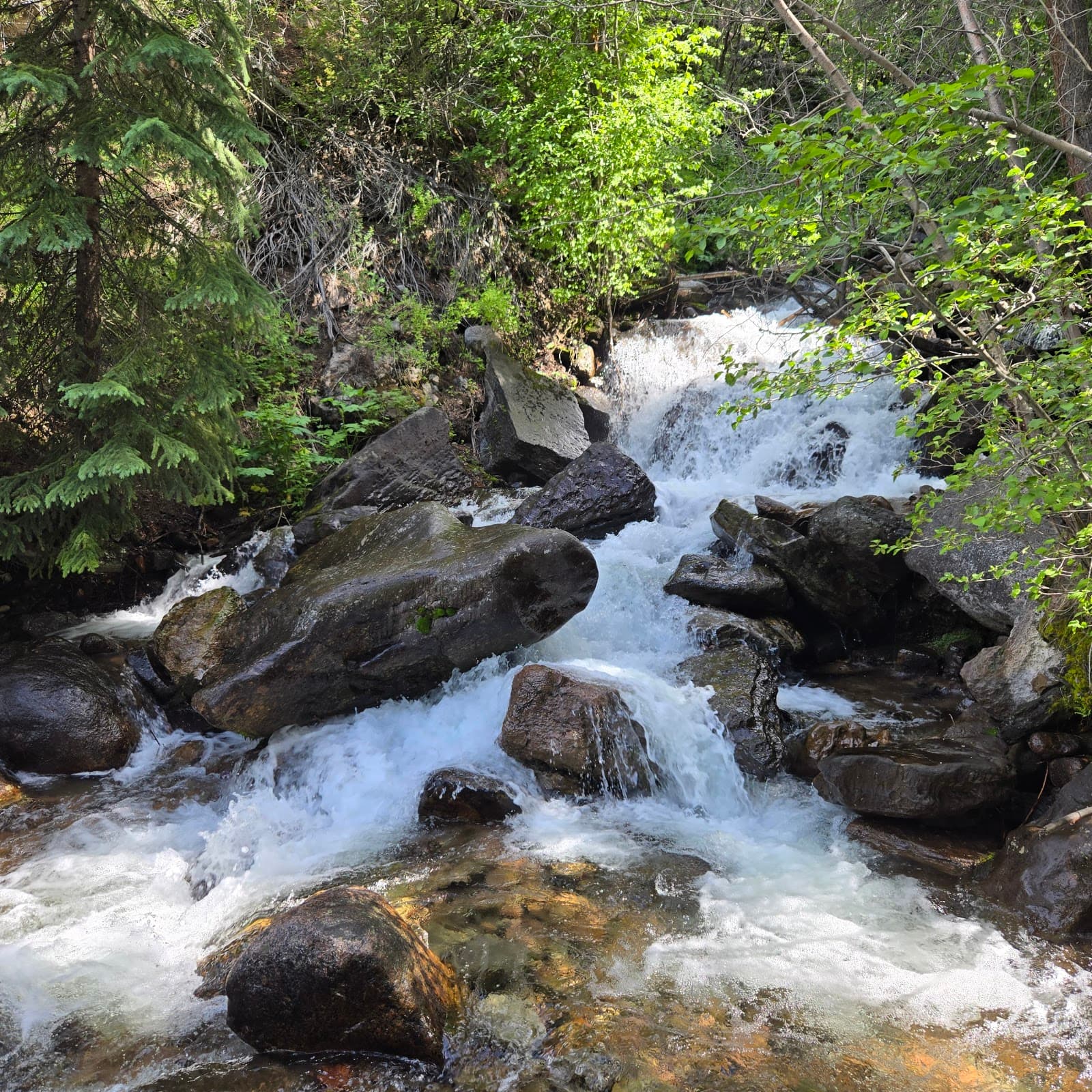 Pitkin Lake Trail - Image 1