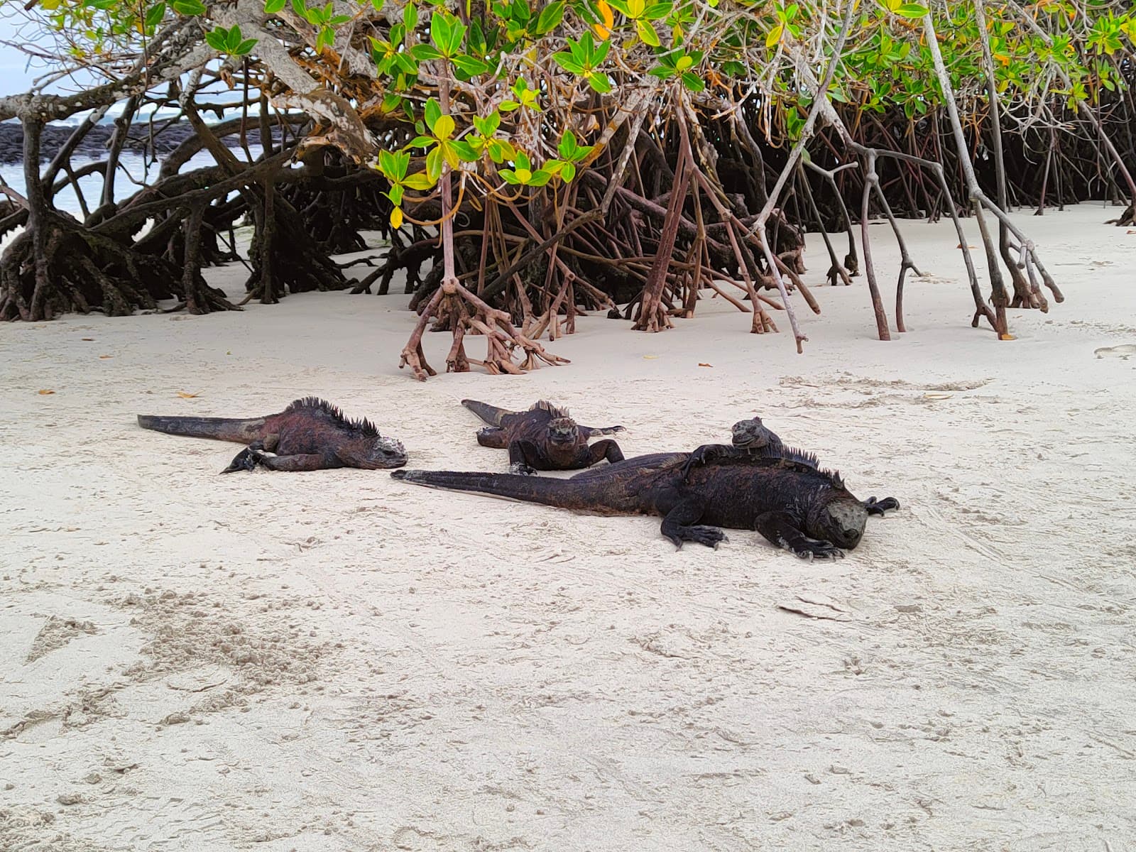 Tortuga Bayou - Image 1