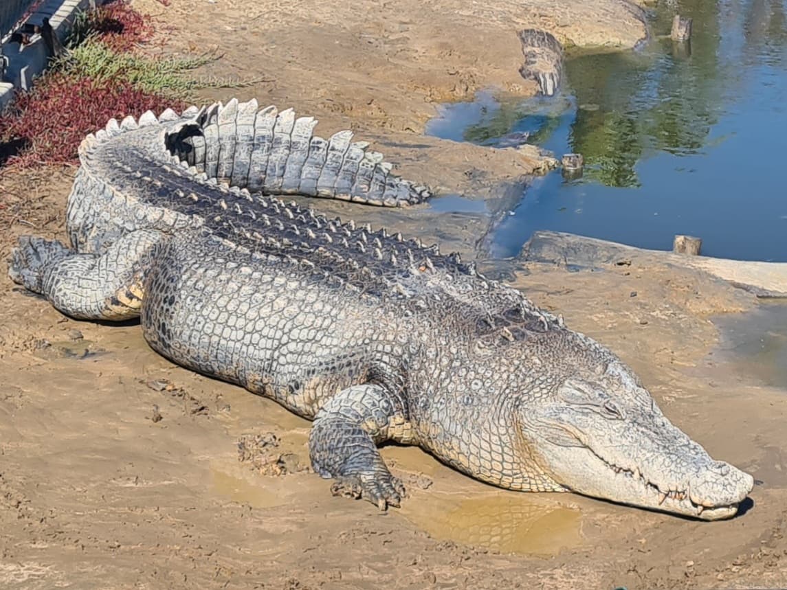 Koorana Crocodile Farm - Image 1