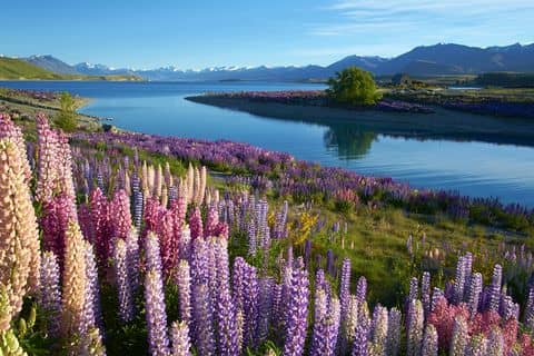 Lupin Fields