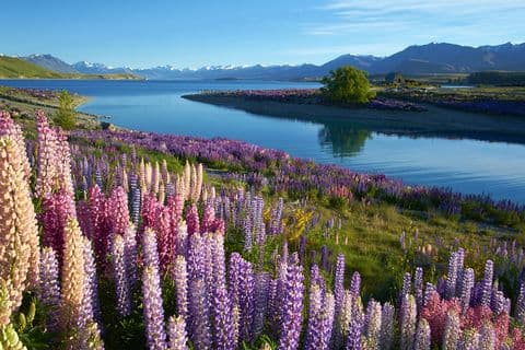 Lake Tekapo - Image 1