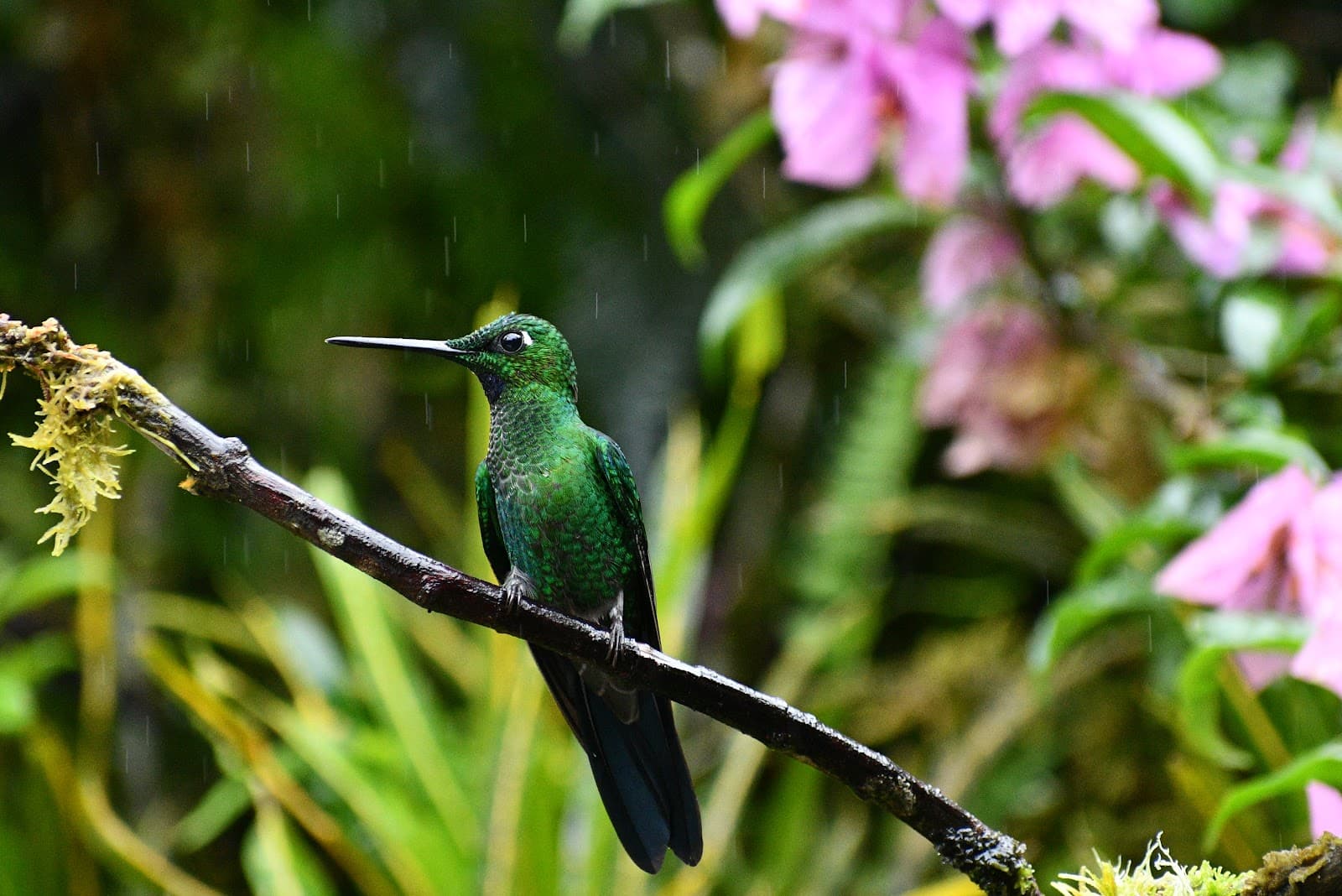 Alambi Hummingbird Garden - Image 1