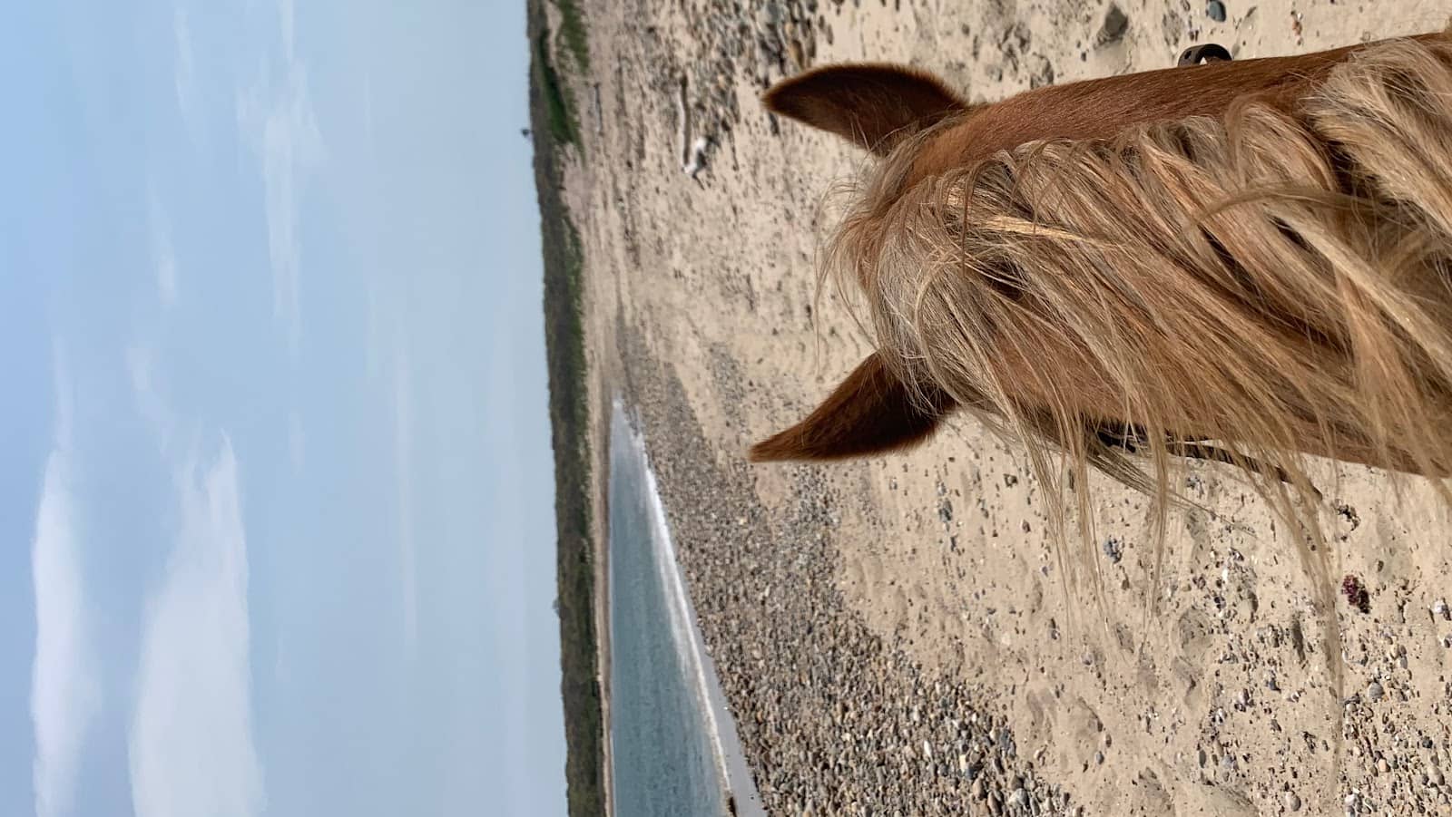 Well-Trained & Gentle Horses