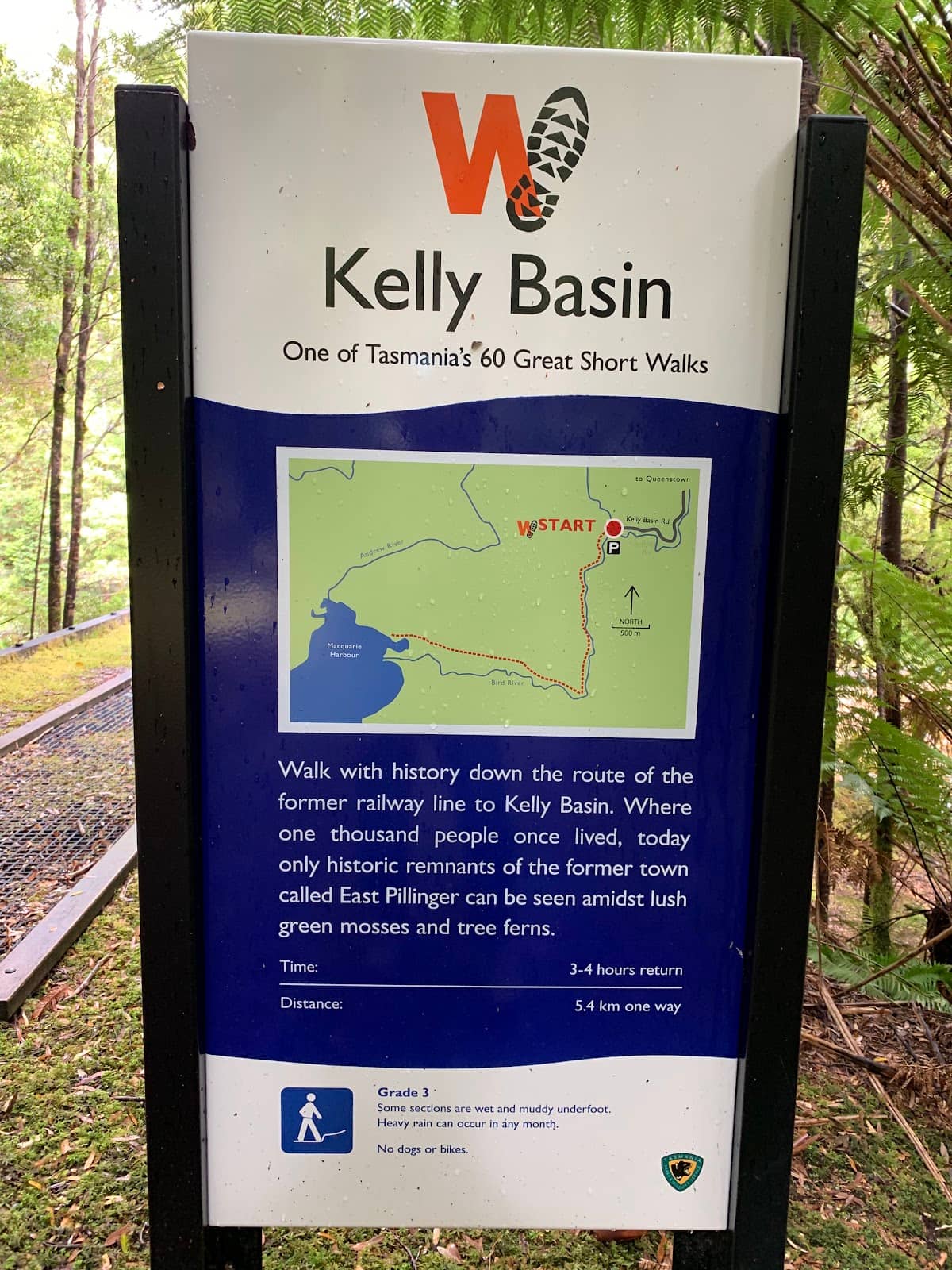 Lush Rainforest Walk