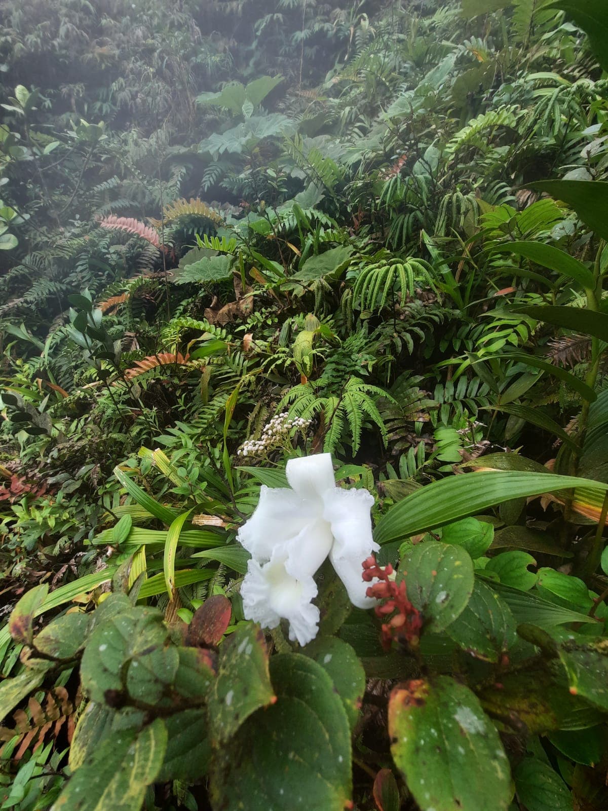 Lake Arenal - Image 1