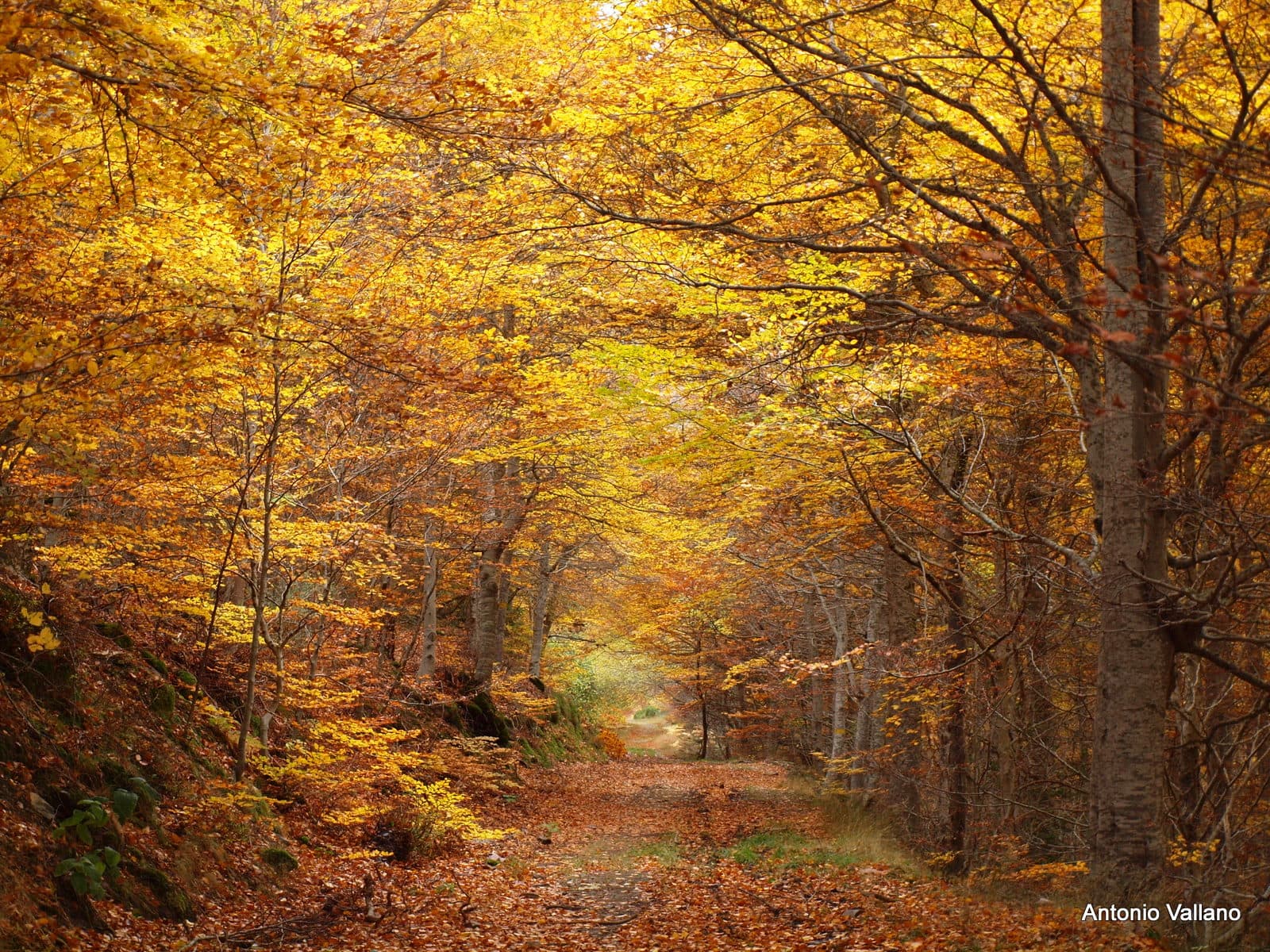 Moncayo Natural Park - Image 1