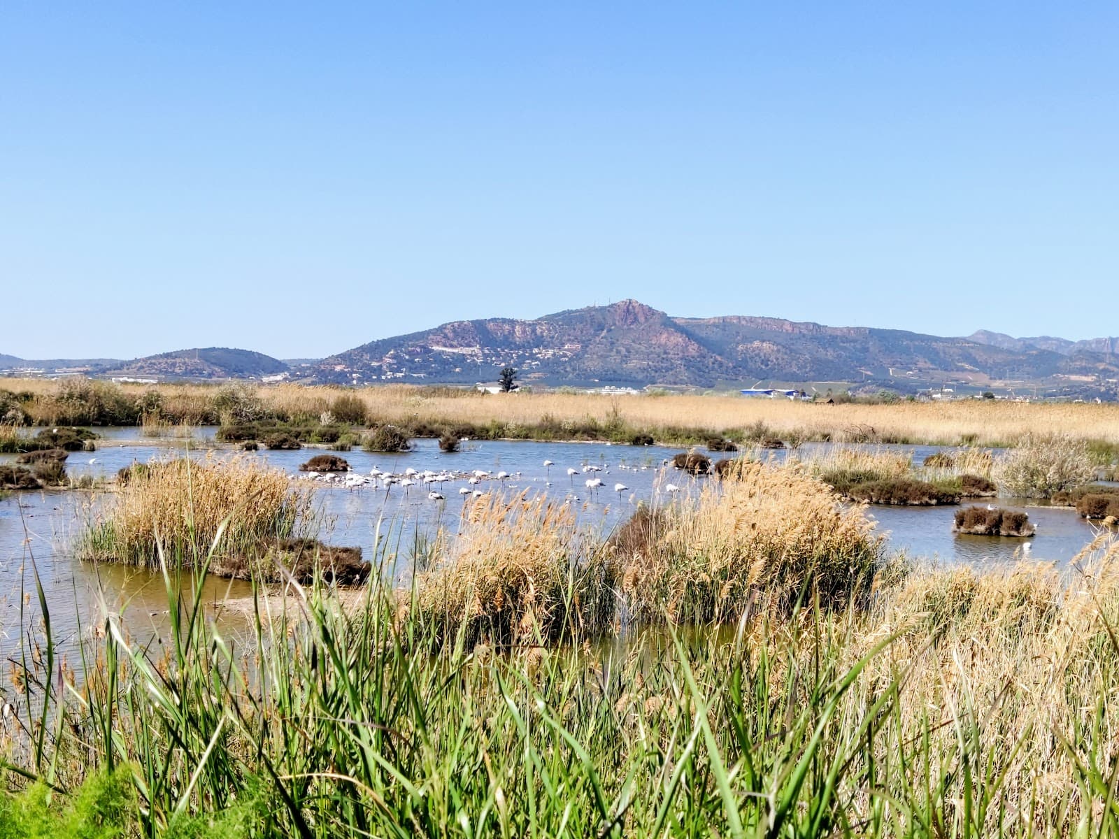 Marjal dels Moros - Image 1