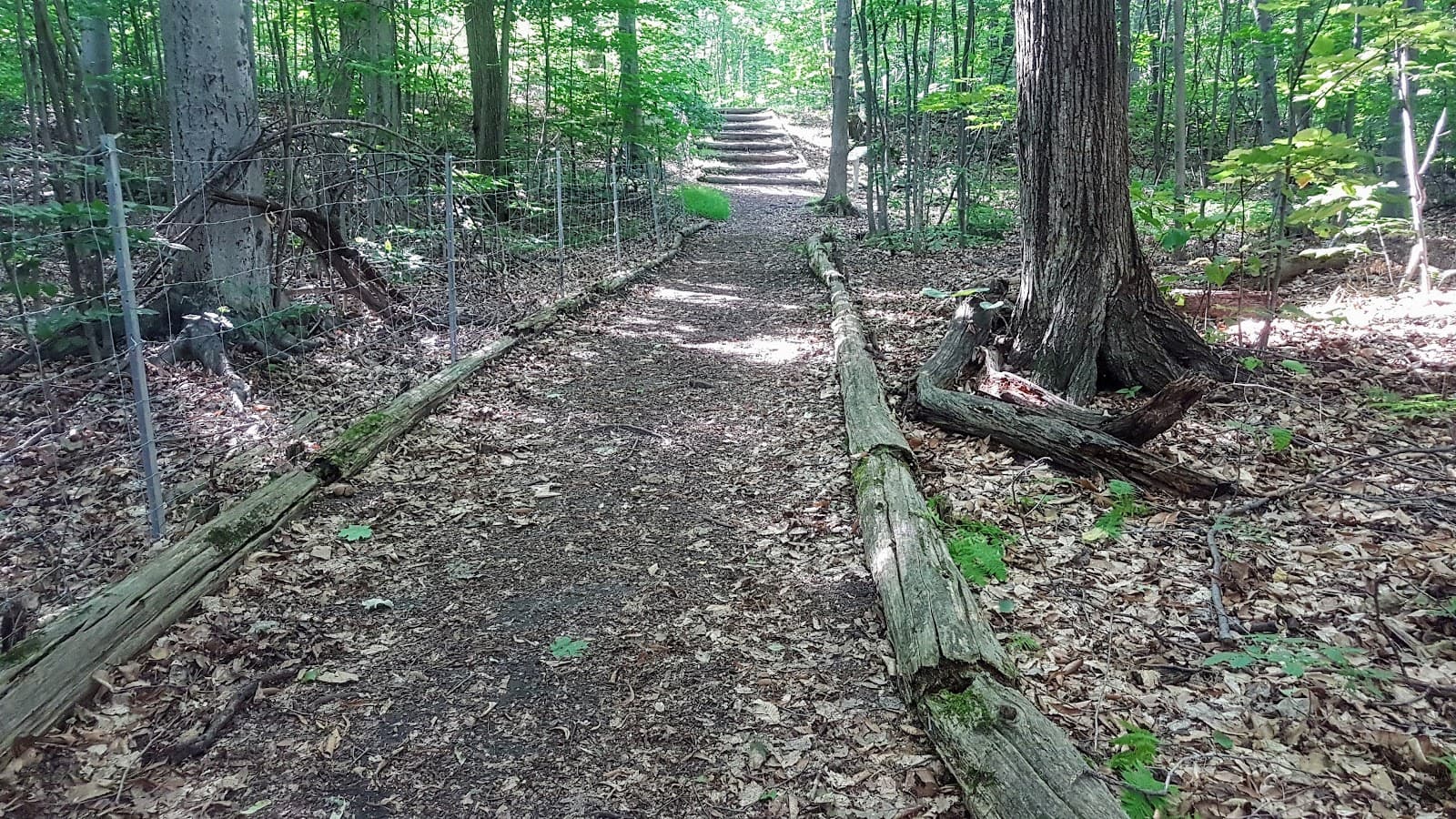 Bois Papineau - Image 1