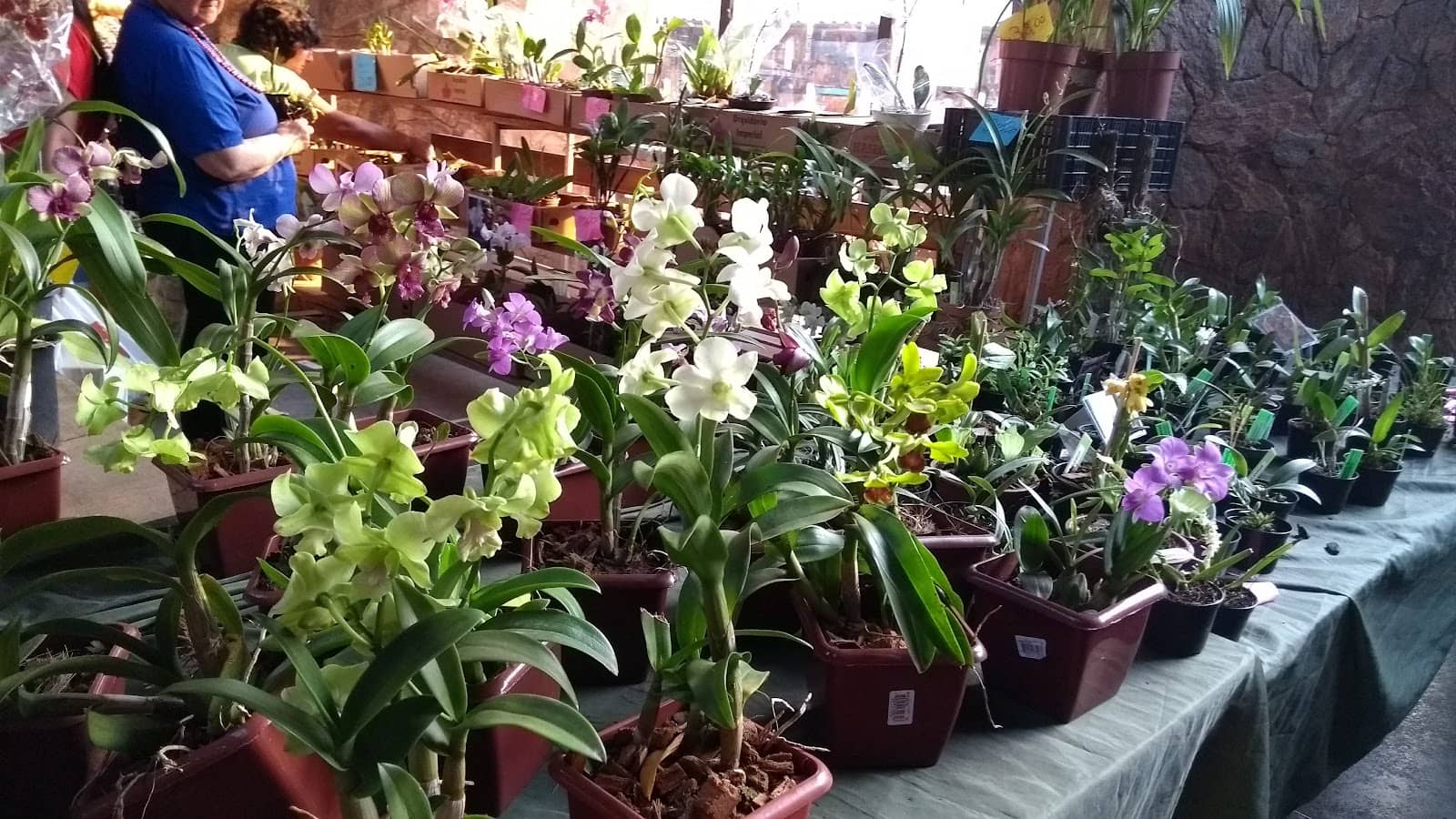 Cultural & Indigenous Voices