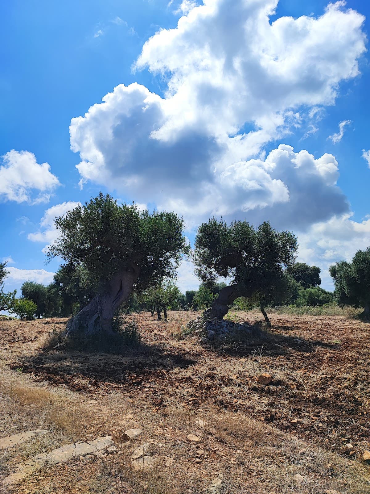 Gravina di Monsignore - Image 1