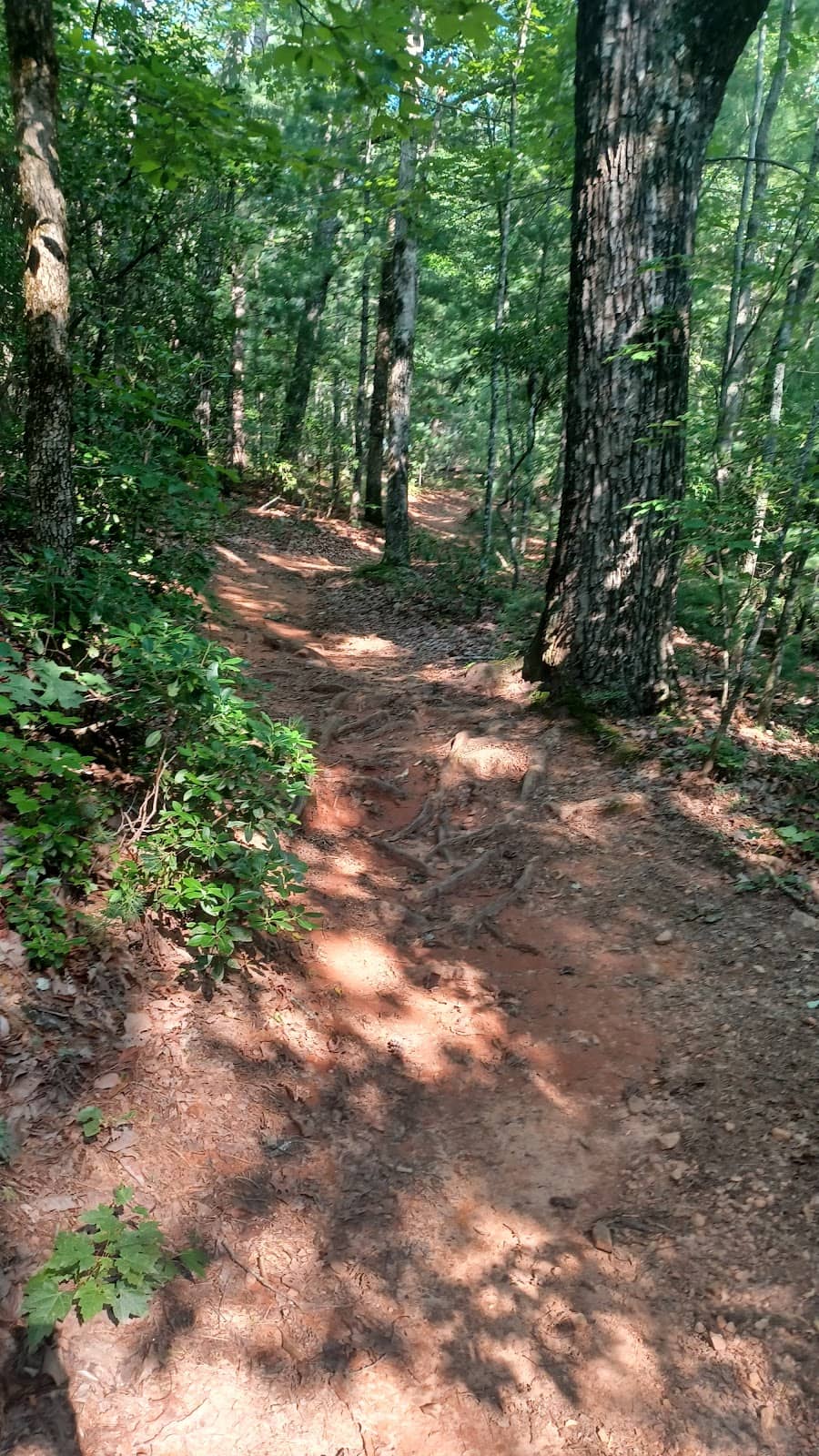 Forest Service Roads