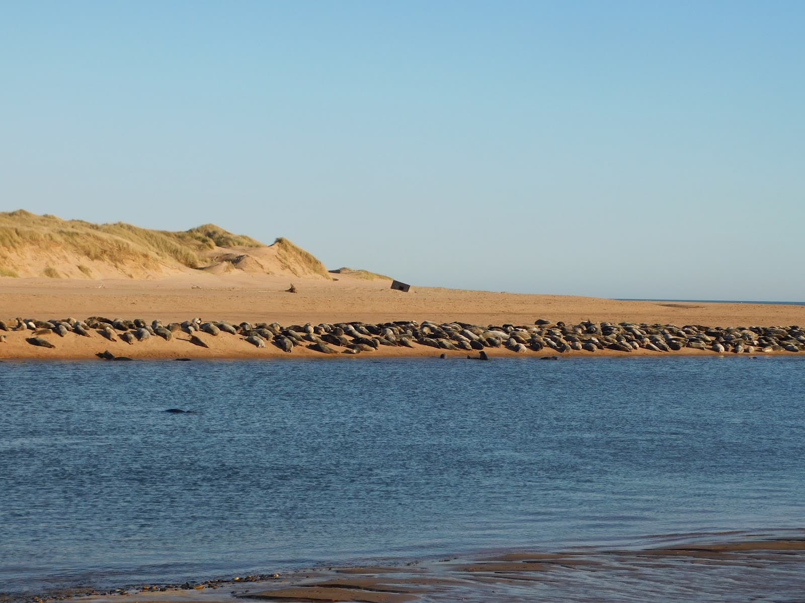 Newburgh Beach & Seals - Image 1