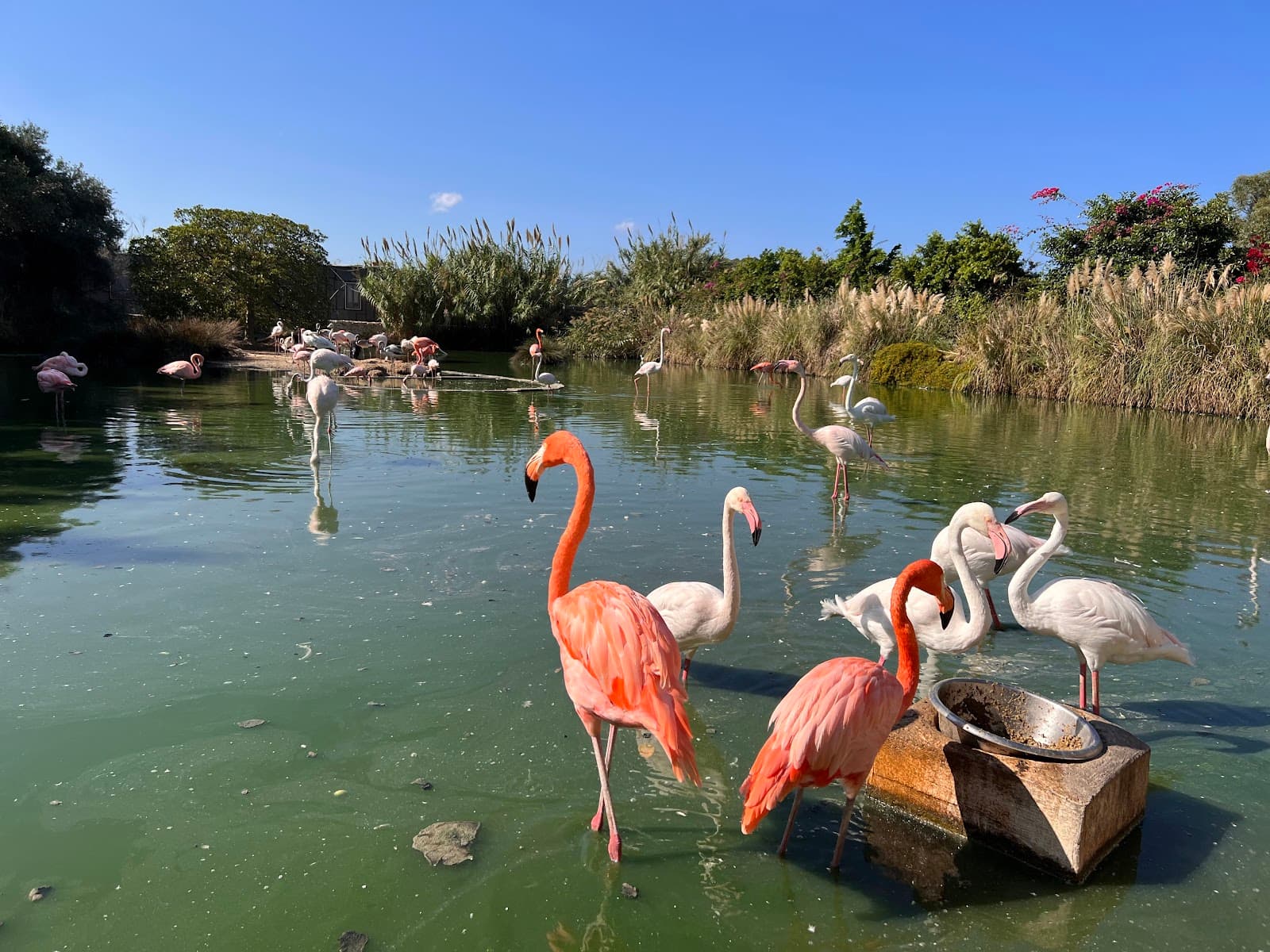 Bird Park Malta - Image 1