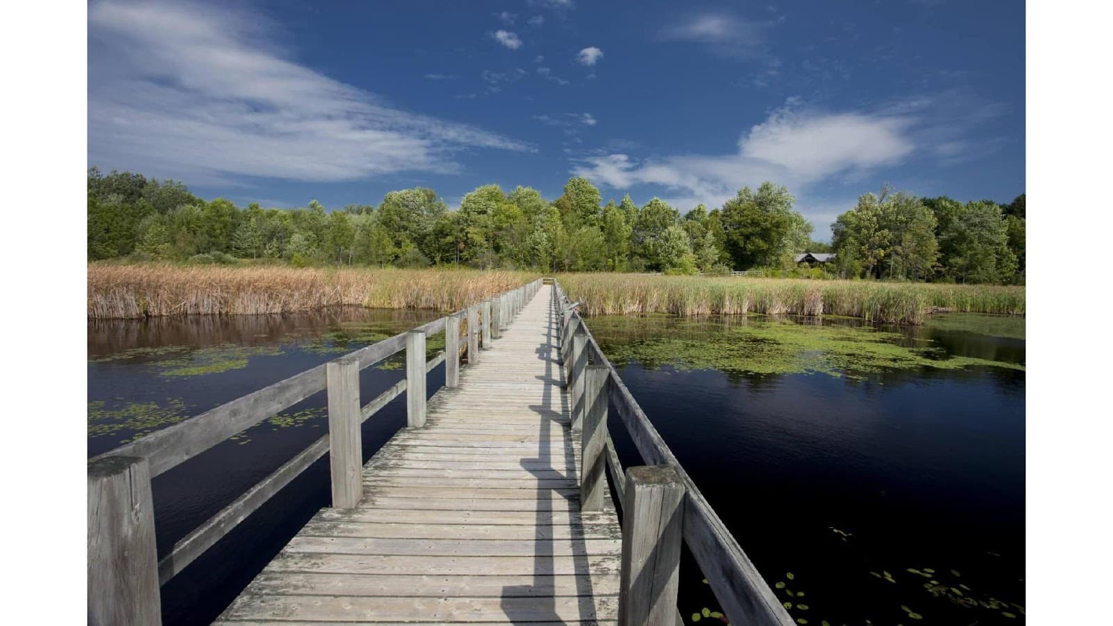 Mer Bleue Bog Boardwalk - Image 1