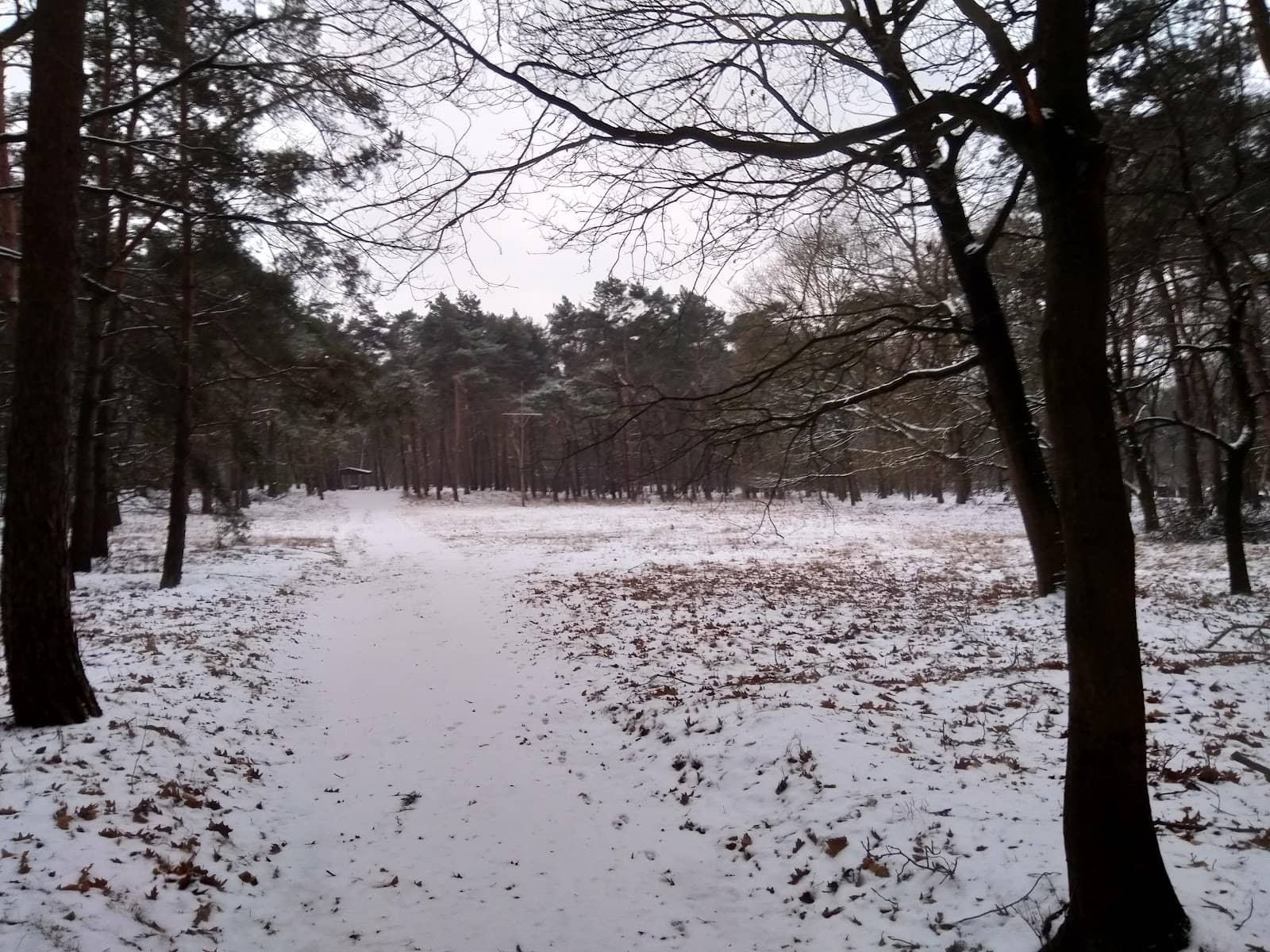 Forest Trails