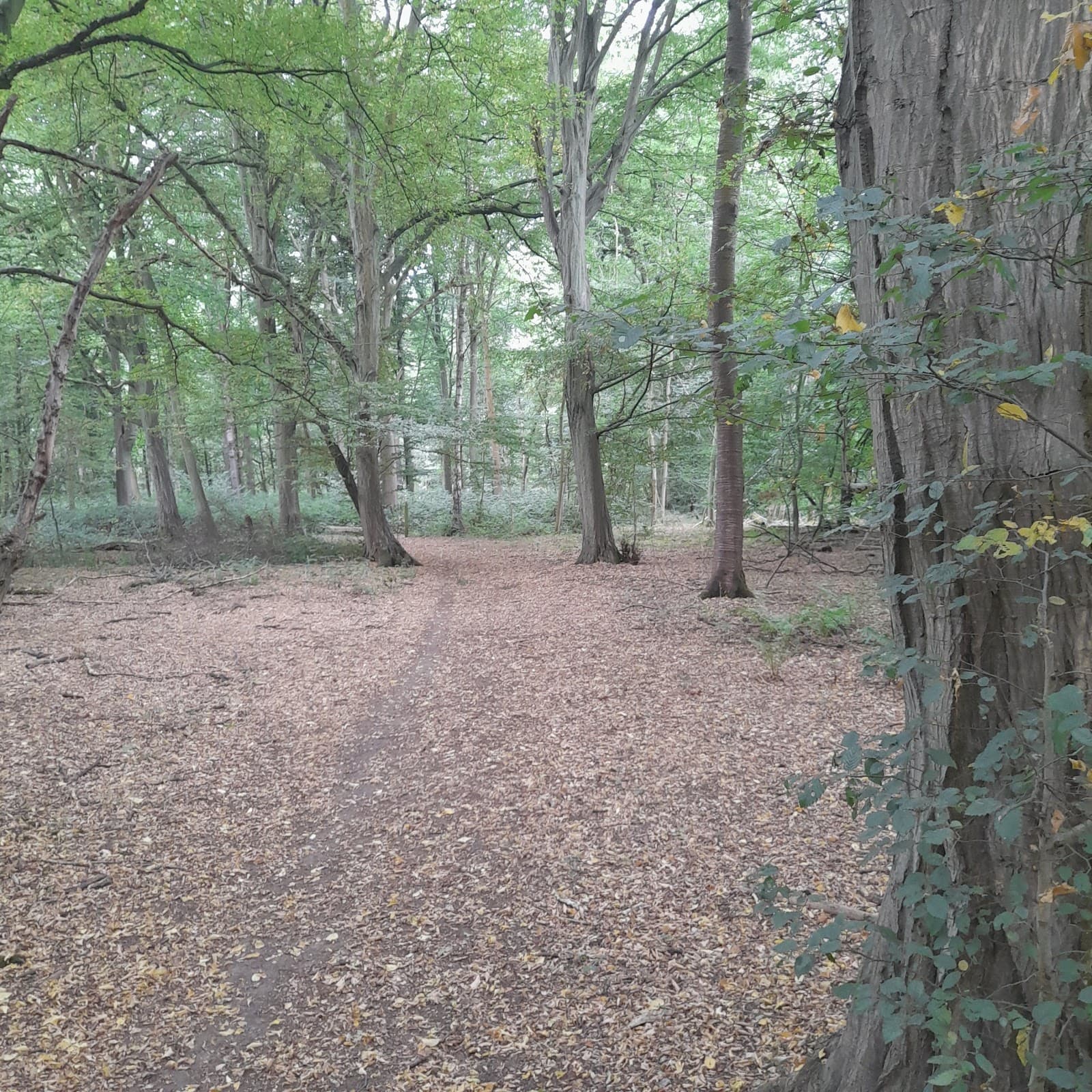 Astonbury Wood - Image 1