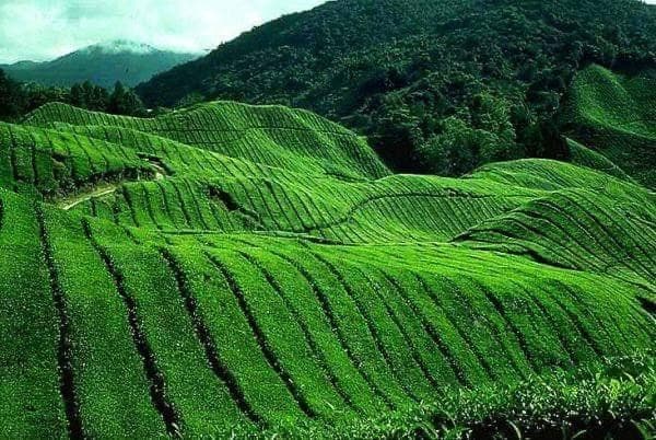 BOH Tea Garden, Habu - Image 1