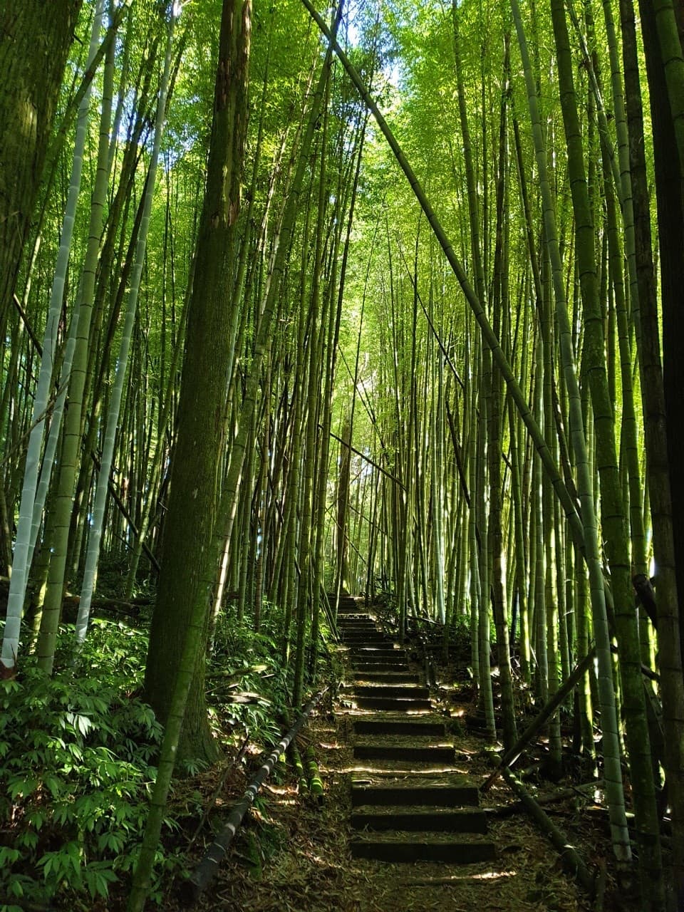 Shizhuo Trails - Image 1