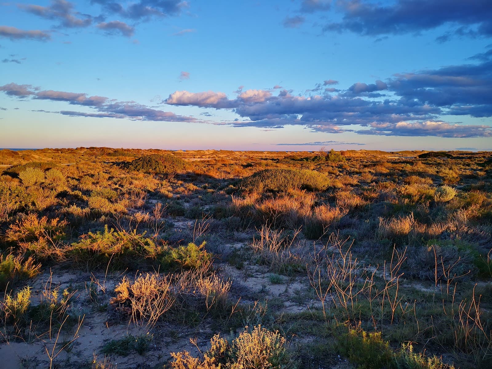 Devesa del Saler - Image 1