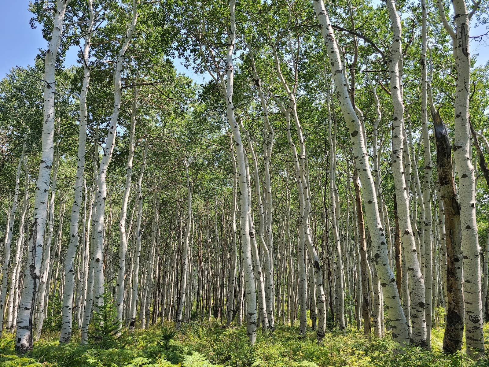 Vertical photo