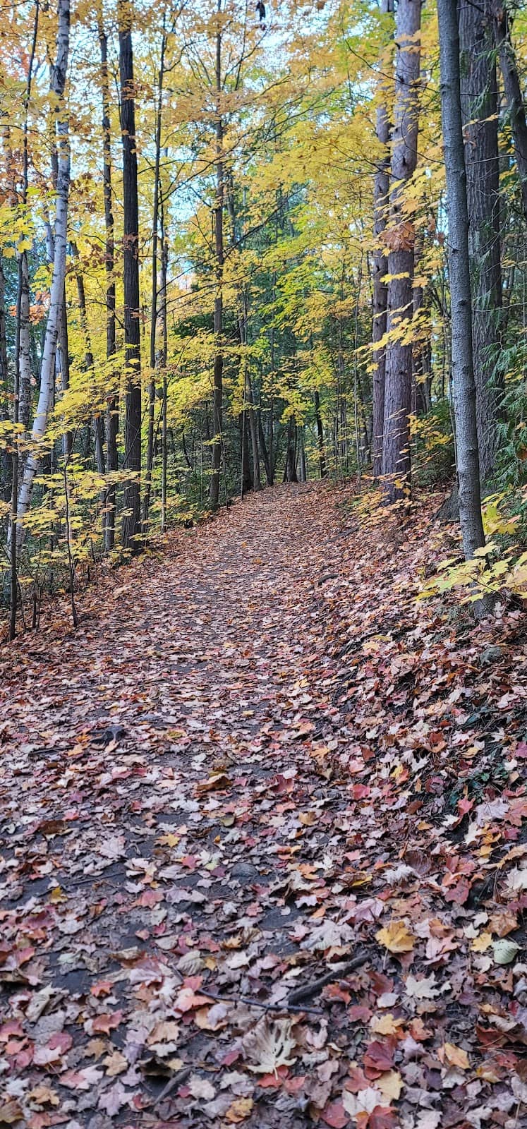 Serene Creek Walk
