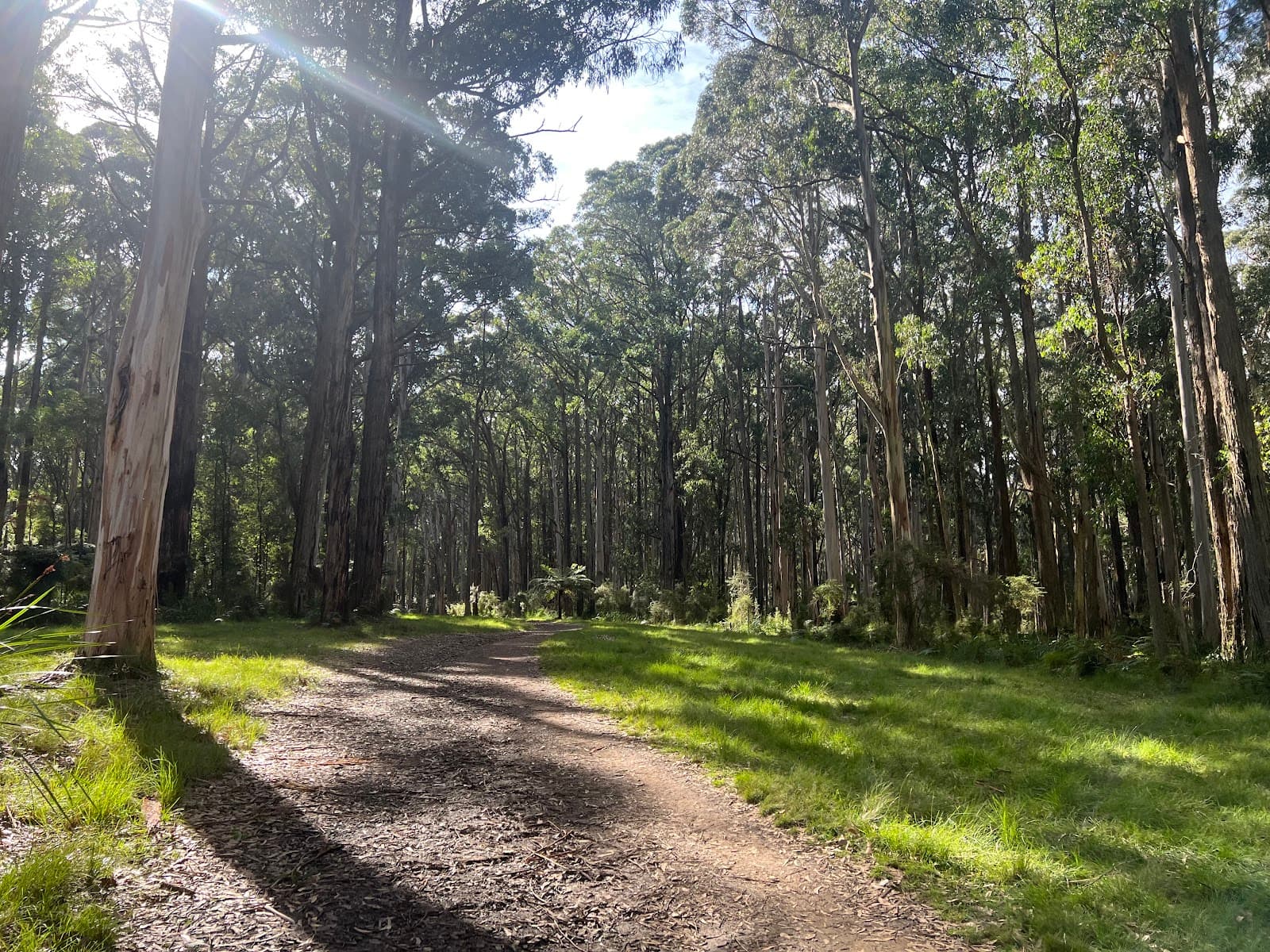 Sherbrooke Forest - Image 1