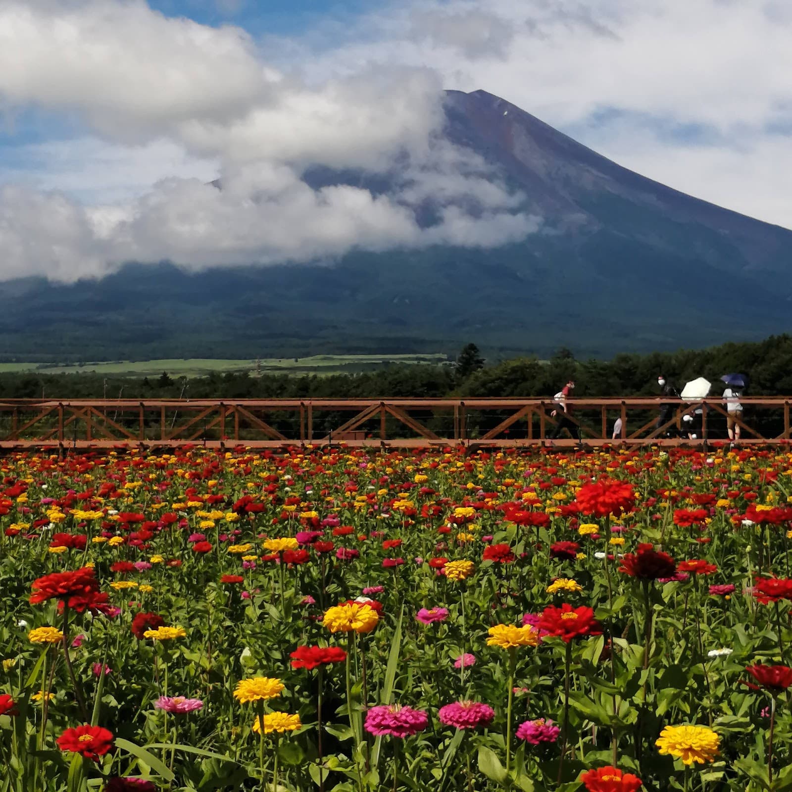 Hananomiyako Park (Yamanakako) - Image 1