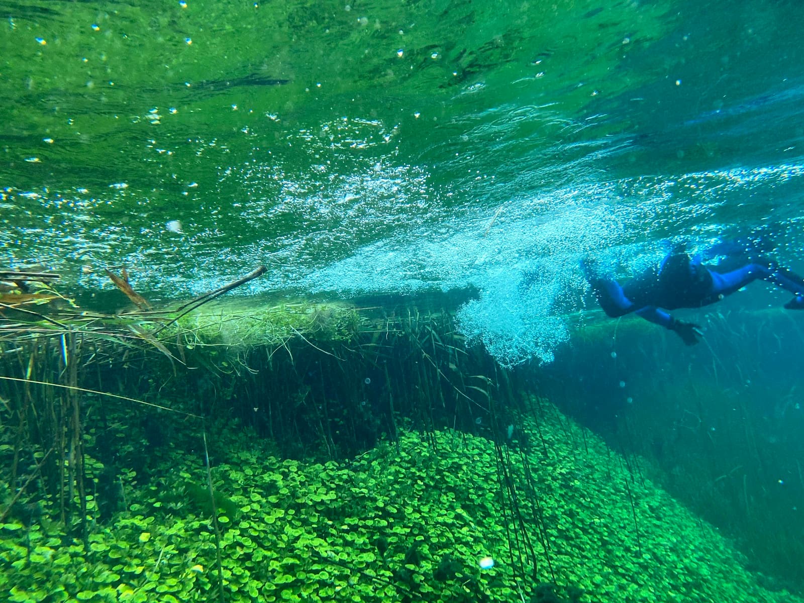 Ewens Ponds Conservation Park - Image 1