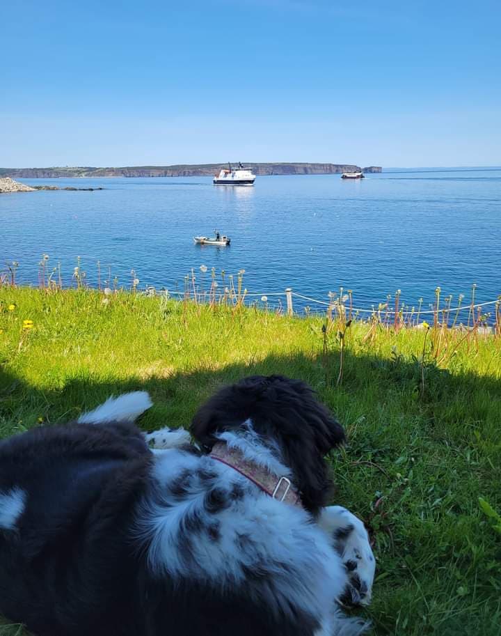 Portugal Cove-St. Philip's - Image 1