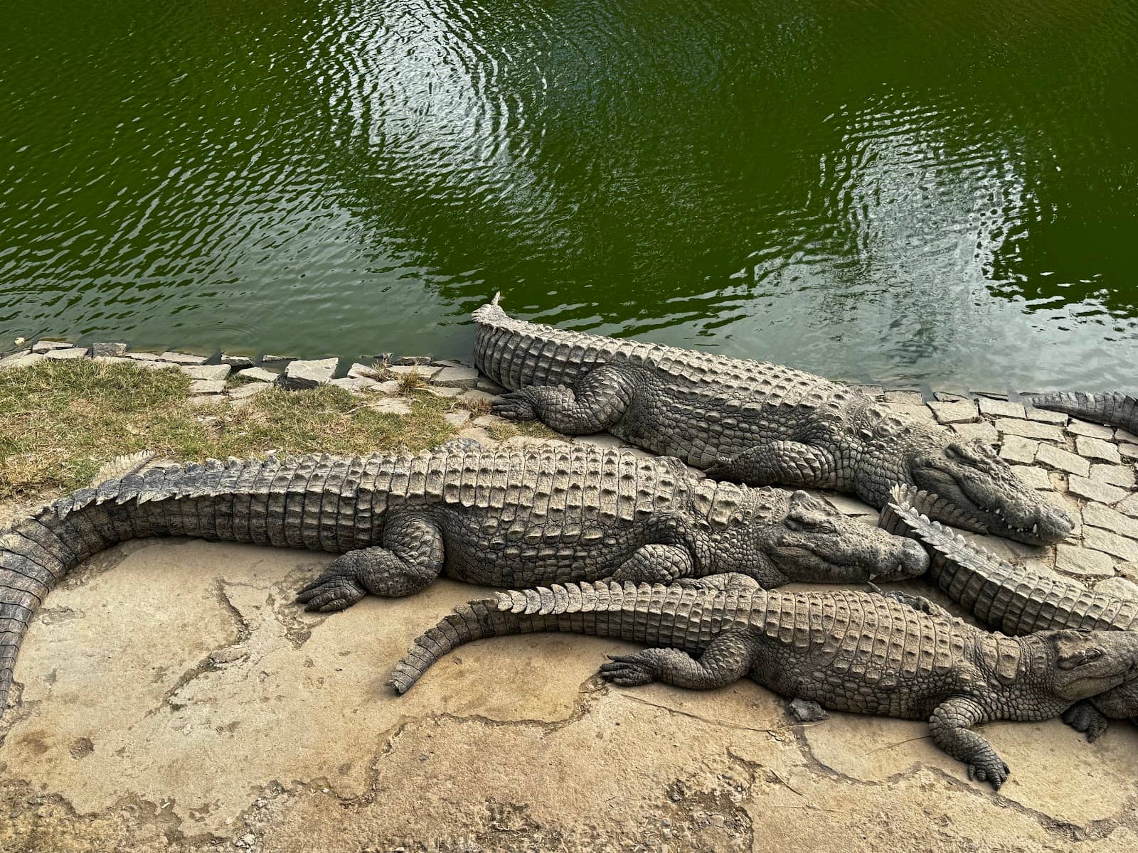 Crocodile Cuisine