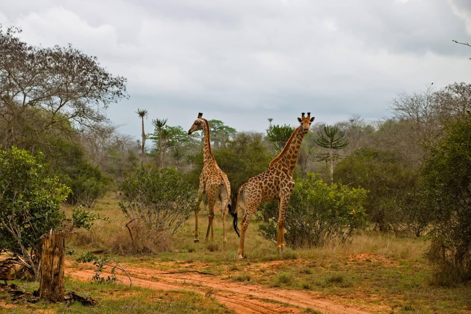 Scenic Safari Drives