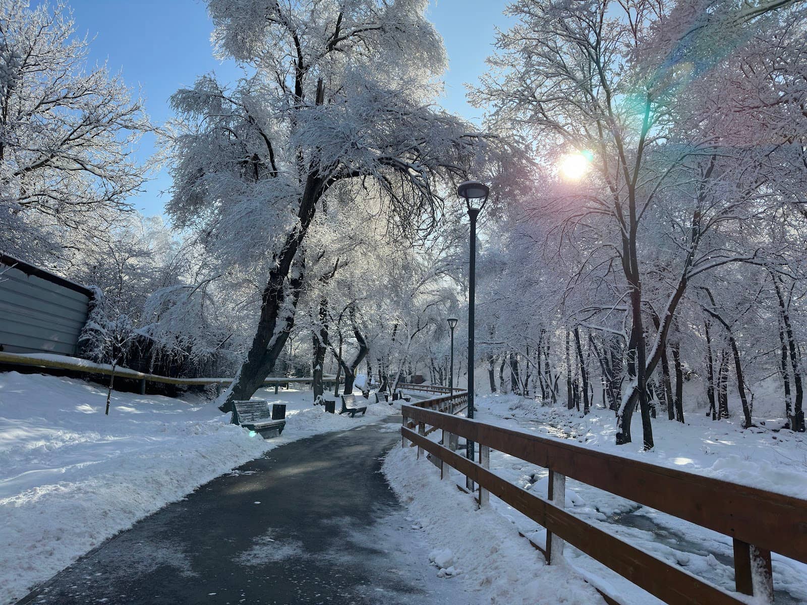 Lush Greenery and Flowers