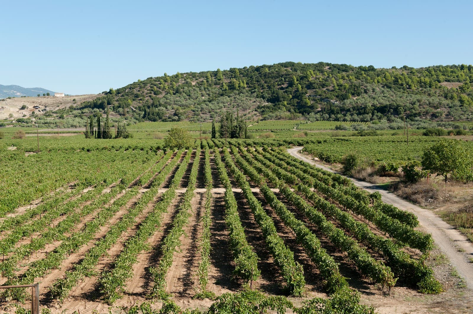 Nemea Wine Region - Image 1